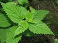 Urtica urens